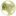 jonquil